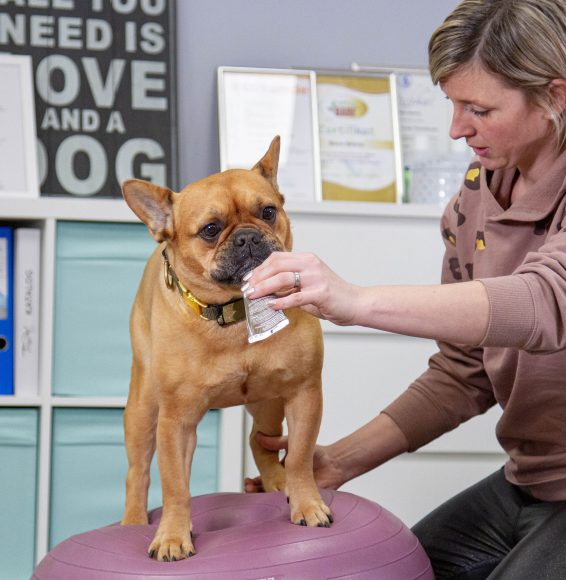 Die Tierheilpraxis Pfotenkonzept